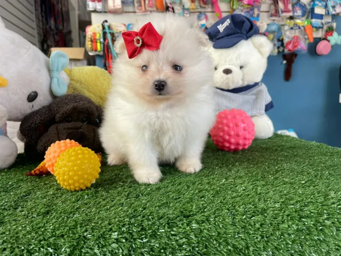 Spitz alemão fêminha com laço vermelho vacinada desverminada