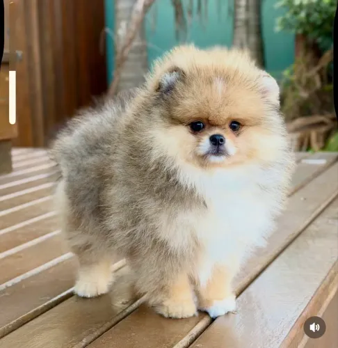 Spitz Alemão, bicolor, macho