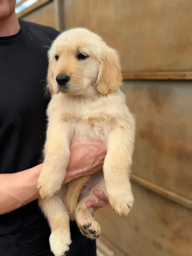 Golden retriever