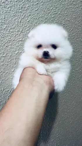 Filhotes de Lulu da pomerania  