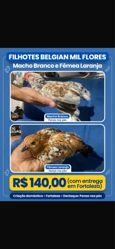 Casal belgian mil flores