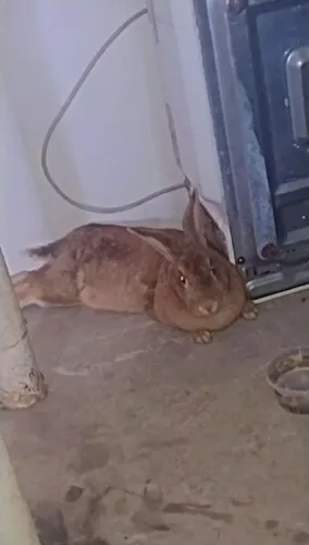 Vendoo uma coelha fêmea