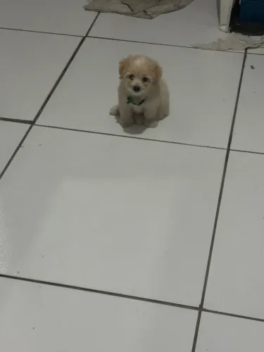 Poodle 2 meses
