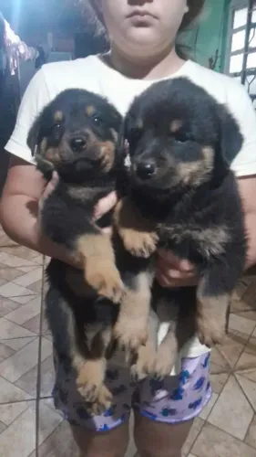 Rottweiler Um amor que nem precisa de correio elegante