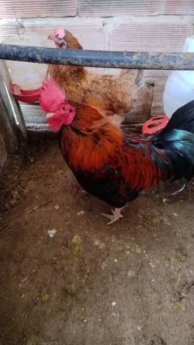Vendo um frango e uma franga