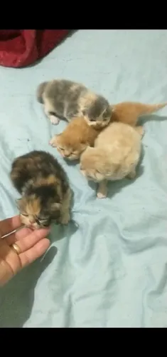 Gatos Persa filhotes (para reserva)