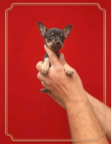 Pet Muito Especial
