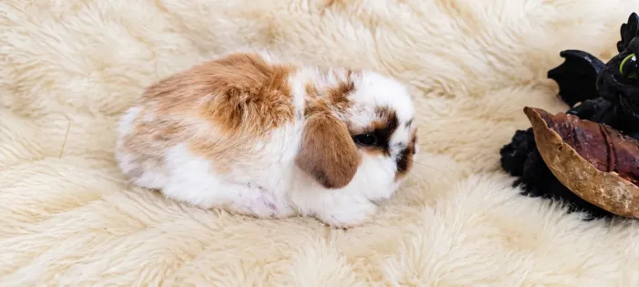 Mini lop