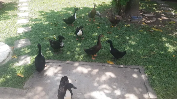Vendo lindo marrecos, aproveitem!!!
