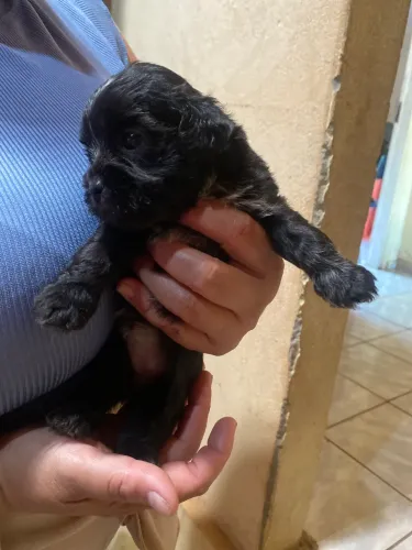 Vendas de filhotes de cachorro de raça , pai shih tzu e da mãe poodle
