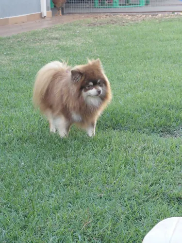 Spitz alemão para CRUZA