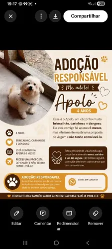 Cachorro 
