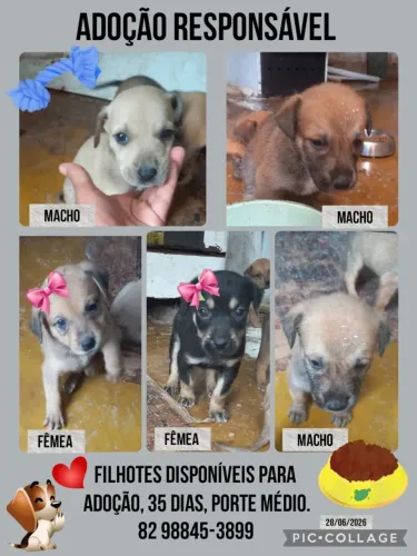 Esses. Filhote pra adoção com responsabilidade e tela
