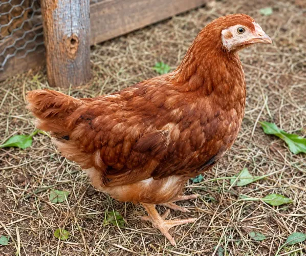Franga poedeira Embrapa 051