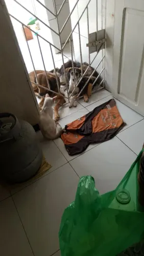 Dogs