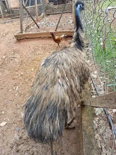 Macho disponível