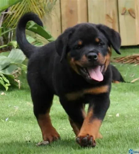 Rottwailer - Equilibrados E Amoroso