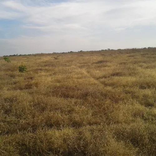 Fazenda em Almas-TO. 28 mil por alqueire.