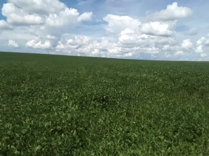 Sitio em a asai 21 alqueiro planta 17 alqueiro