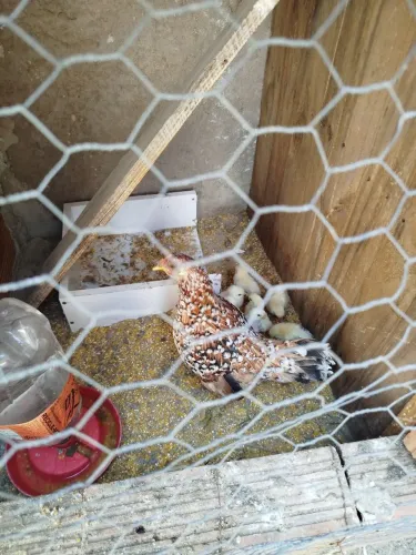 Pintinhos garnize raça pura e adulto 