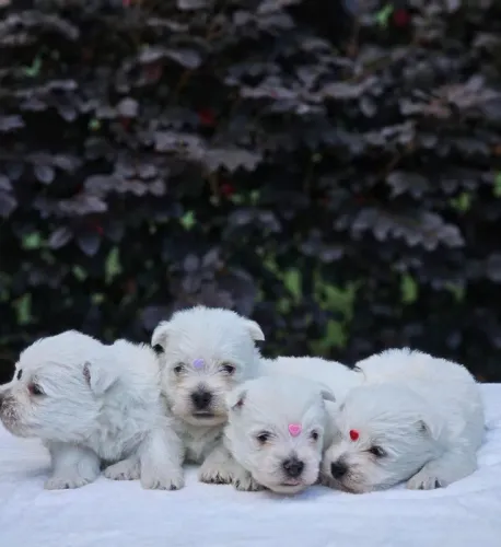 West Terrier | Envio dia 06/06