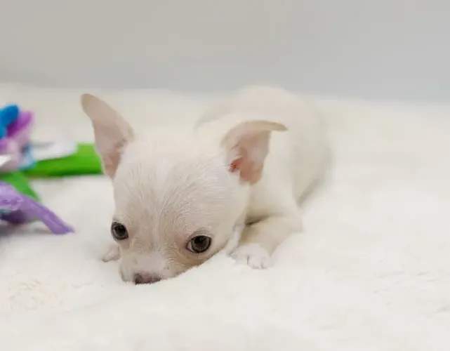 Filhote de Chihuahua - Linhagem nobre e vacinas importadas