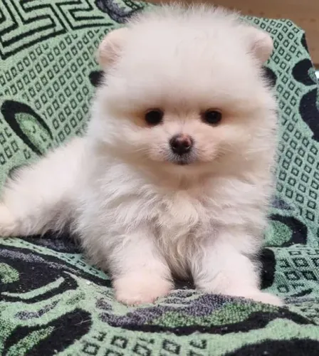 Filhote Spitz Alemão, momentos estão prestes a começar com um novo amiguinho peludo!