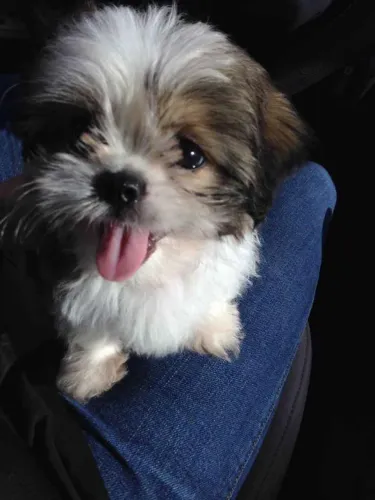 Filhote Shih Tzu, Seu novo amor de quatro patas te espera!