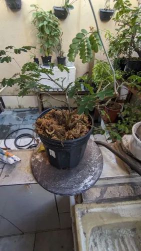Pré bonsai de tamarindo 