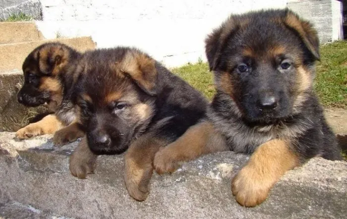 Filhotes de Pastor Alemão Puros