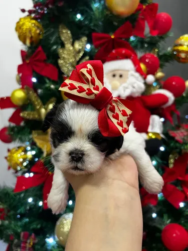 Shih Tzu fêmea 