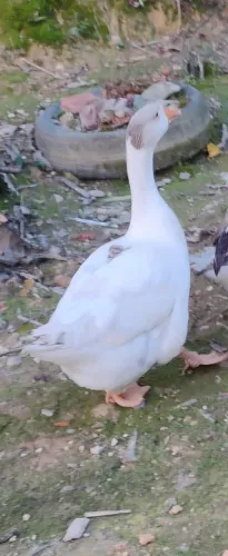 Ganso macho 1 ano