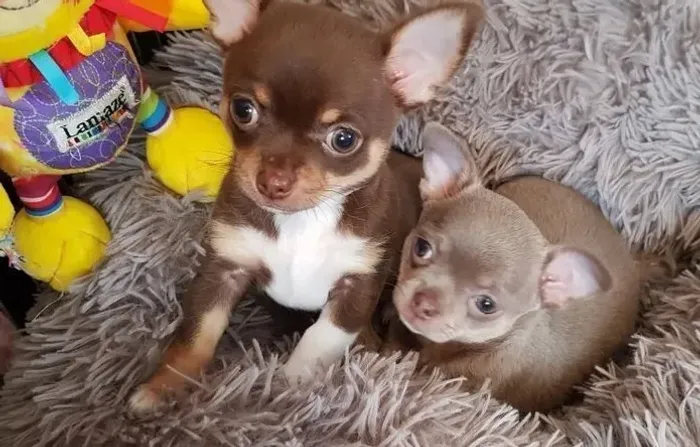 Chihuahua Fêmea cor mel : Carinho e Beleza em Cada Detalhe!