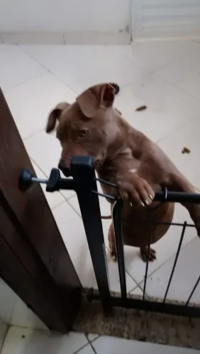 Cachorro fêmea