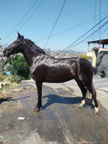 Égua Manga larga machadora