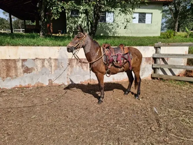 Burro 