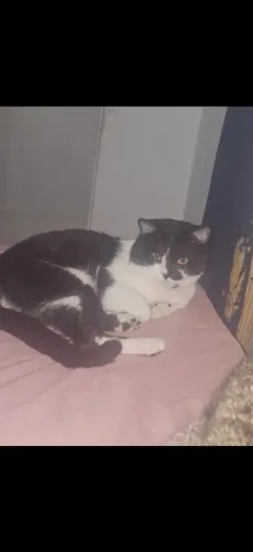 Doação de gato adulto fofinho
