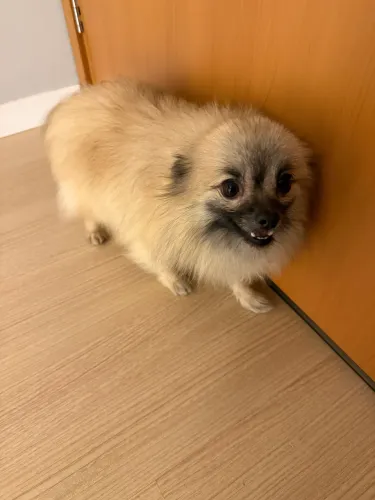 Lulu Pomerania