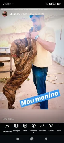 Cachorros fila Brasileiro Puro