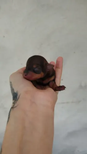 Pinscher macho 0