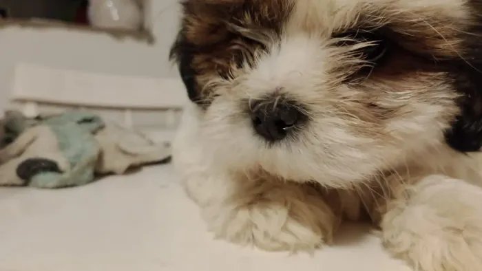 Cachorro Shitzu com Lhasa 2 meses