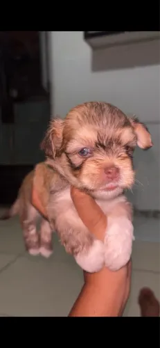 Shitzu