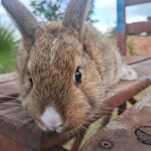 Coelhos Fofinhos Pets  Últimas Unidades 