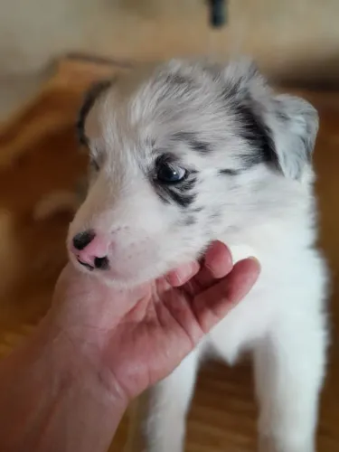 Border collie 