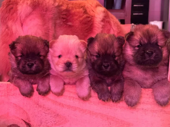 FILHOTES DE CHOW CHOW @filhotesdepatas.ofc