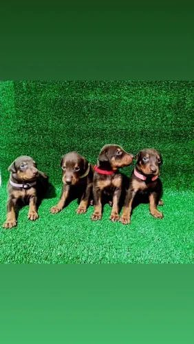 Doberman disponível