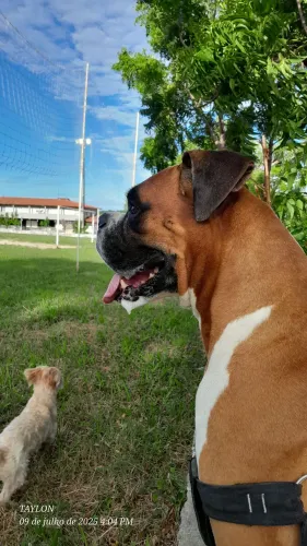 Boxer macho para cruza