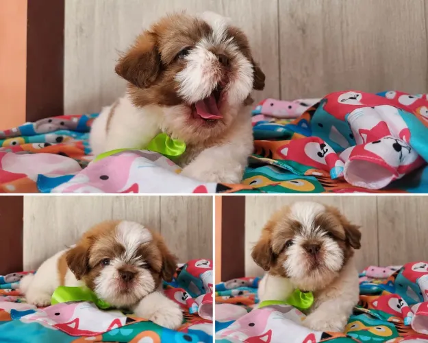 Filhote de shih Tzu