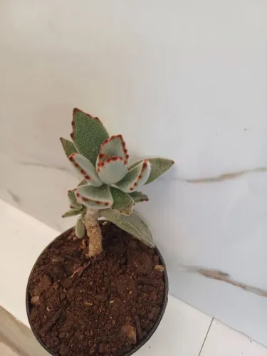 planta orelha de gato