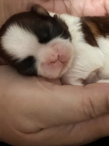 Shih Tzu lindo demais 